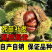 好品质大红袍板栗树苗嫁接苗保证品种保湿发货包邮