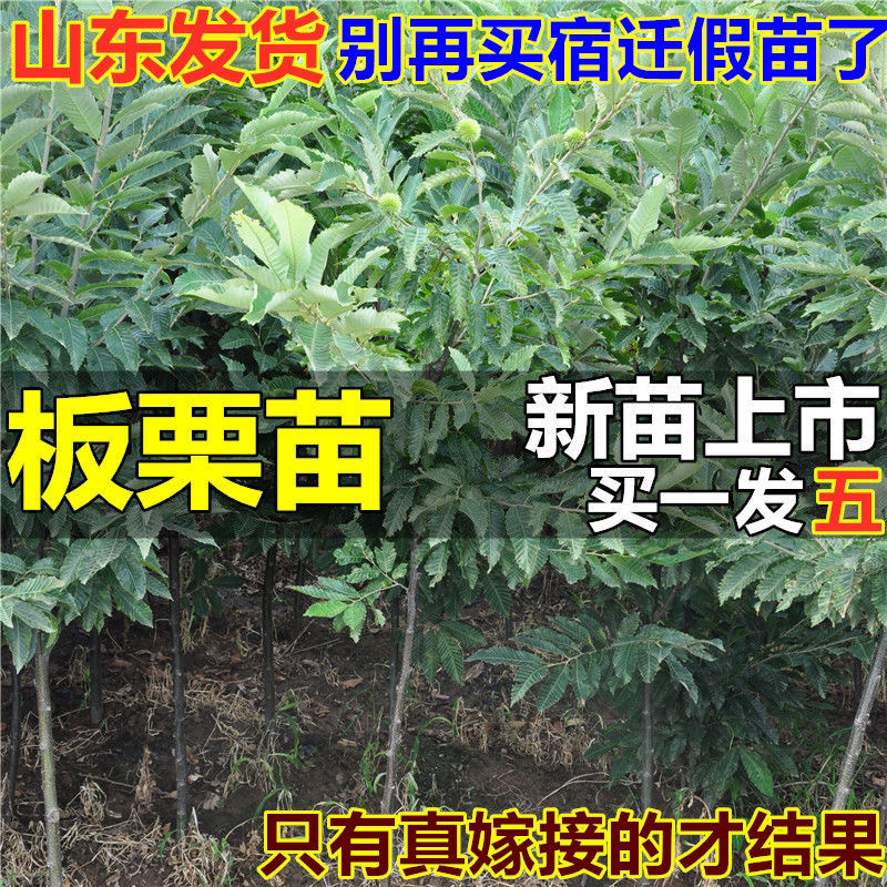 好品质大红袍板栗树苗嫁接苗保证品种保湿发货包邮