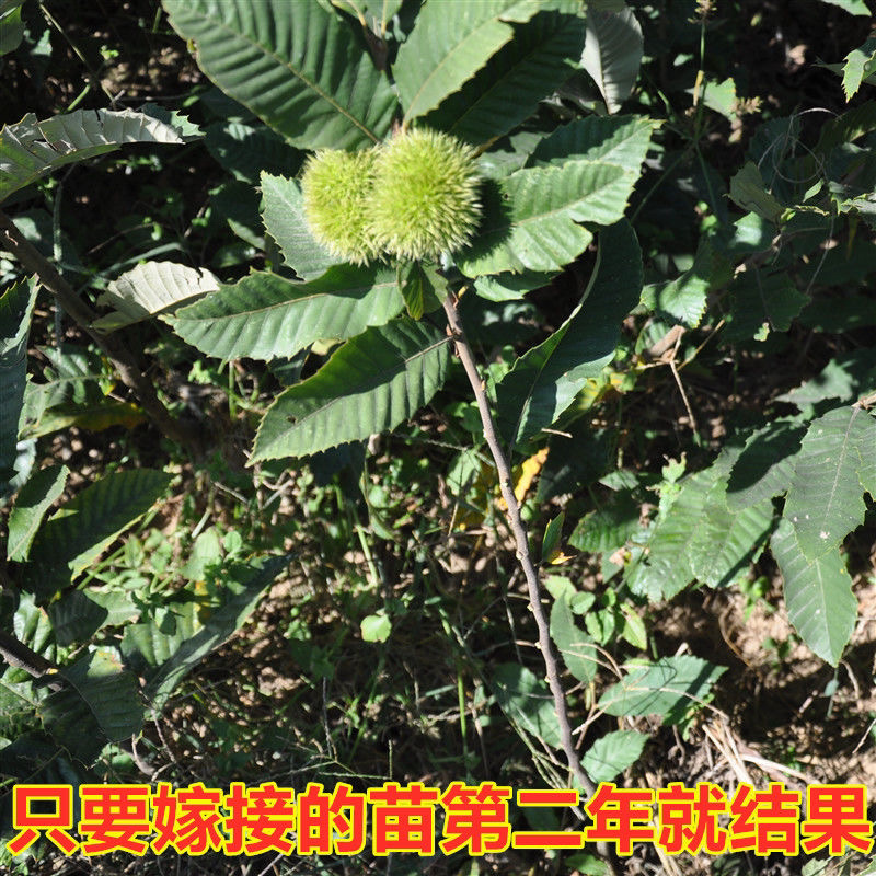 好品质大红袍板栗树苗嫁接苗保证品种保湿发货包邮