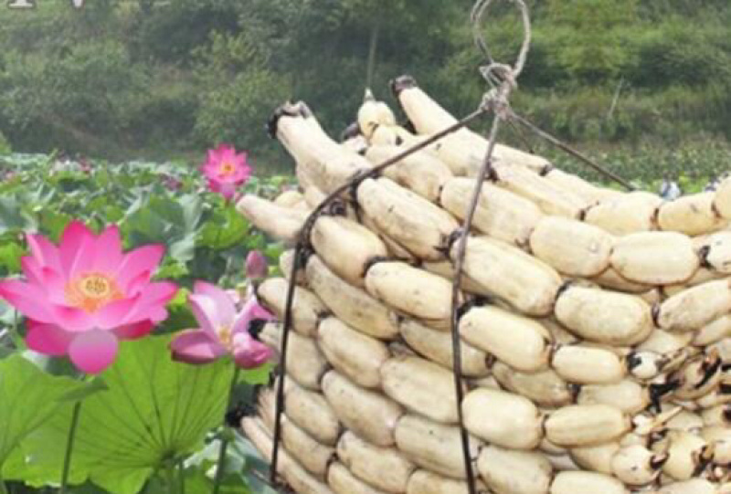 浅水藕苗高产藕苗白莲藕苗莲藕苗飘花藕苗