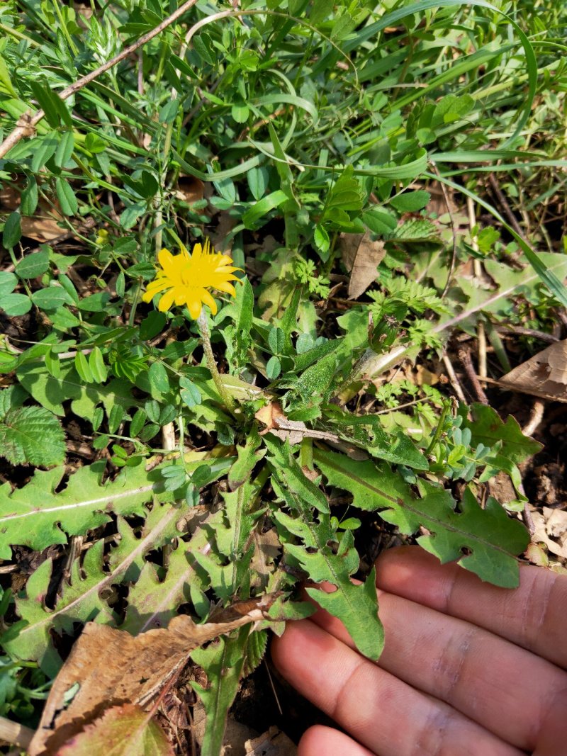 蒲公英新鲜大根现挖婆婆丁带根炒菜天然晒干货批发零售均可
