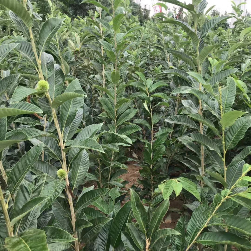 特大油板栗苗优质一级苗保证纯度死苗补发包邮