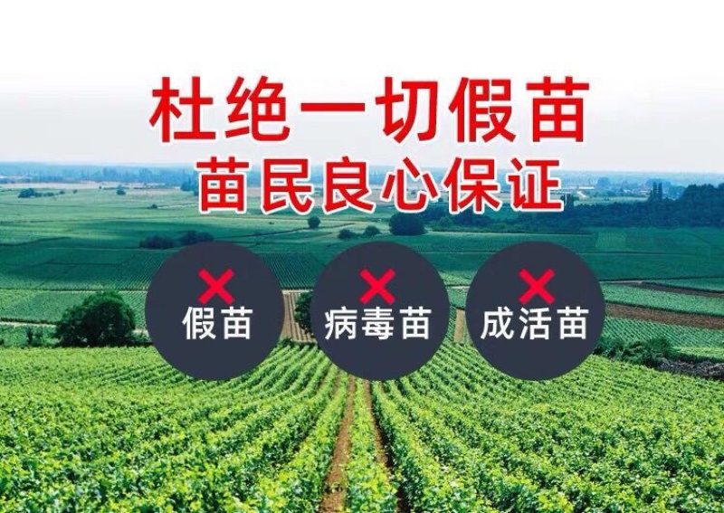 【占地葡萄苗】拒绝假苗三年苗四年苗丰产苗现挖现发
