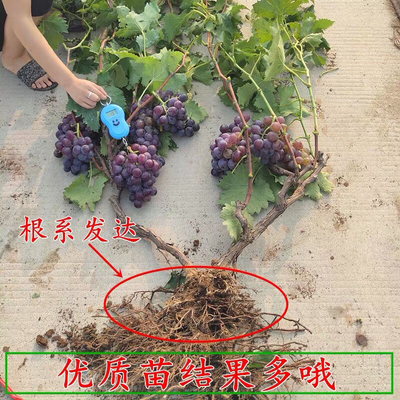 【占地葡萄苗】拒绝假苗三年苗四年苗丰产苗现挖现发