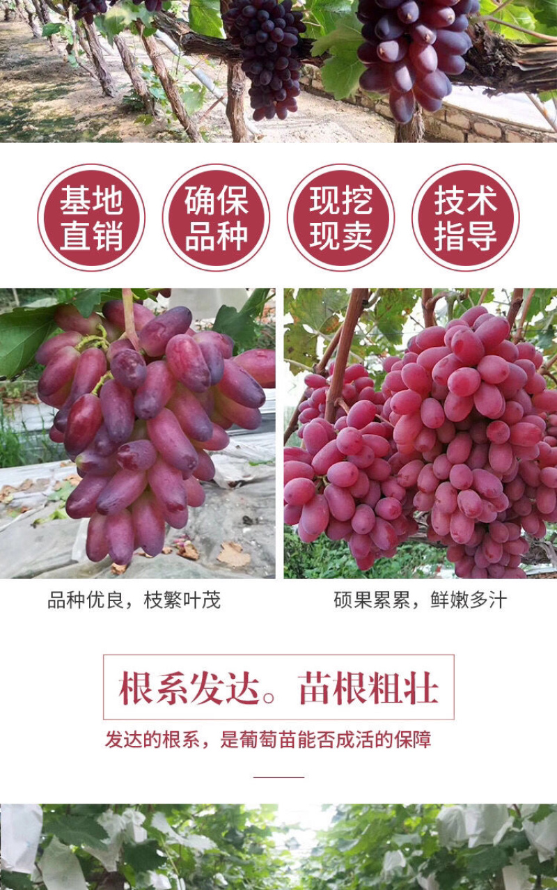 【占地葡萄苗】拒绝假苗三年苗四年苗丰产苗现挖现发