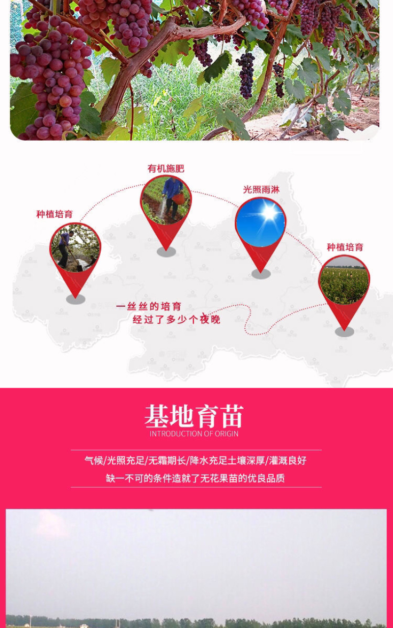 【占地葡萄苗】拒绝假苗三年苗四年苗丰产苗现挖现发