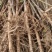 牡丹苗、各种规格精品苗，优质中药材种植基地，种苗繁育中心