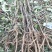 牡丹苗、各种规格精品苗，优质中药材种植基地，种苗繁育中心