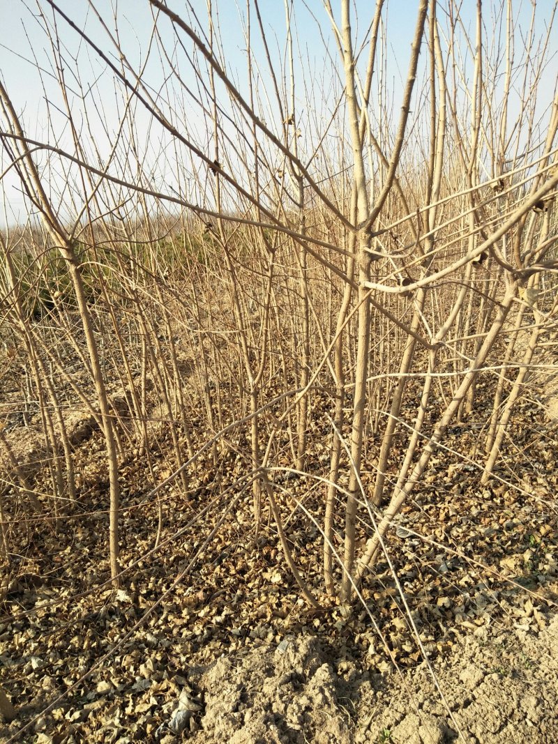 五角枫小苗1--3年苗，各种规格的定植苗，占地苗！