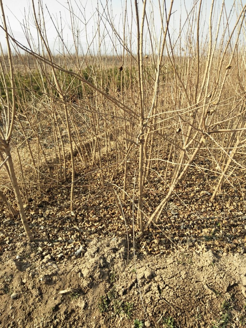 五角枫小苗1--3年苗，各种规格的定植苗，占地苗！