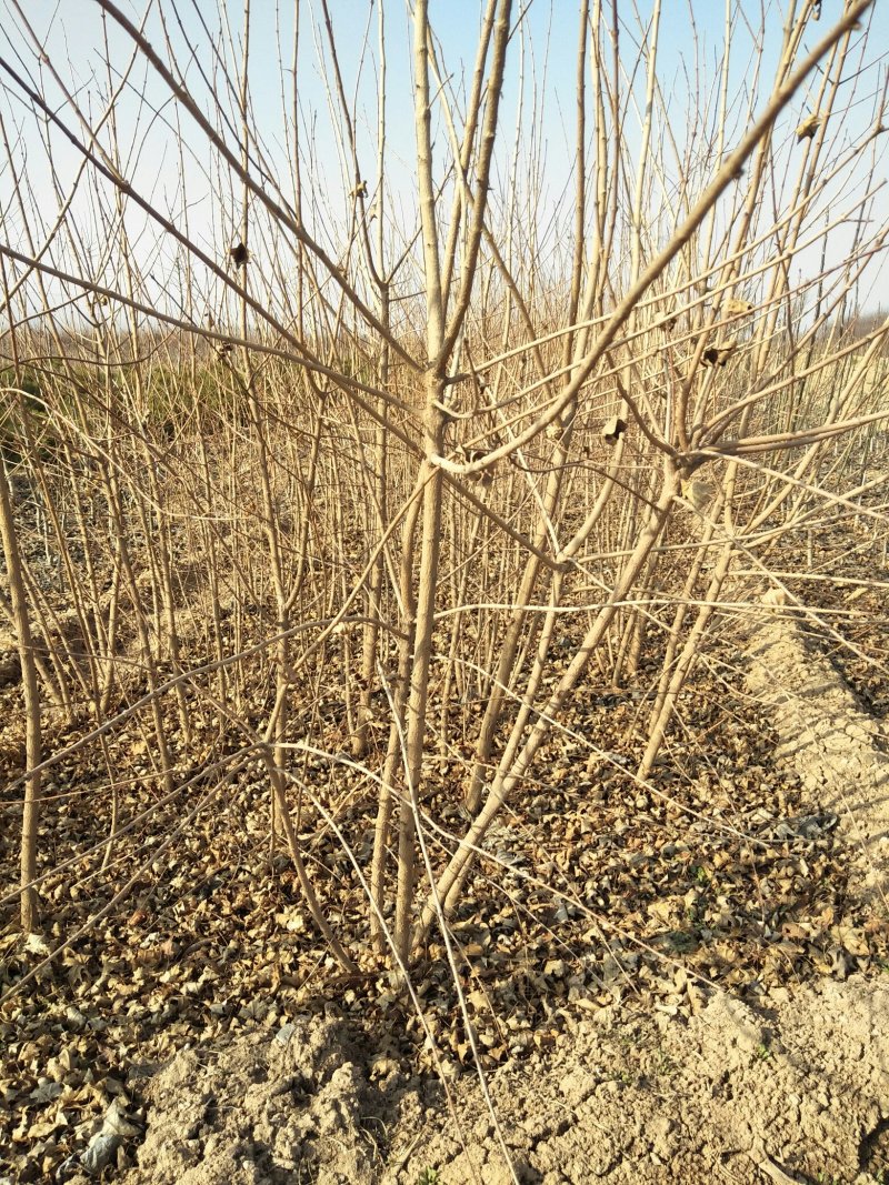 五角枫小苗1--3年苗，各种规格的定植苗，占地苗！