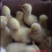 大种白鹅苗，大种白鹅苗，