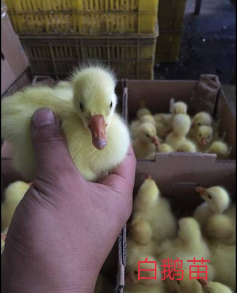 大种白鹅苗，大种白鹅苗，