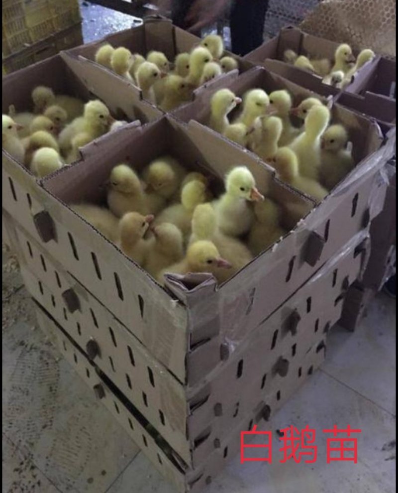 大种白鹅苗，大种白鹅苗，
