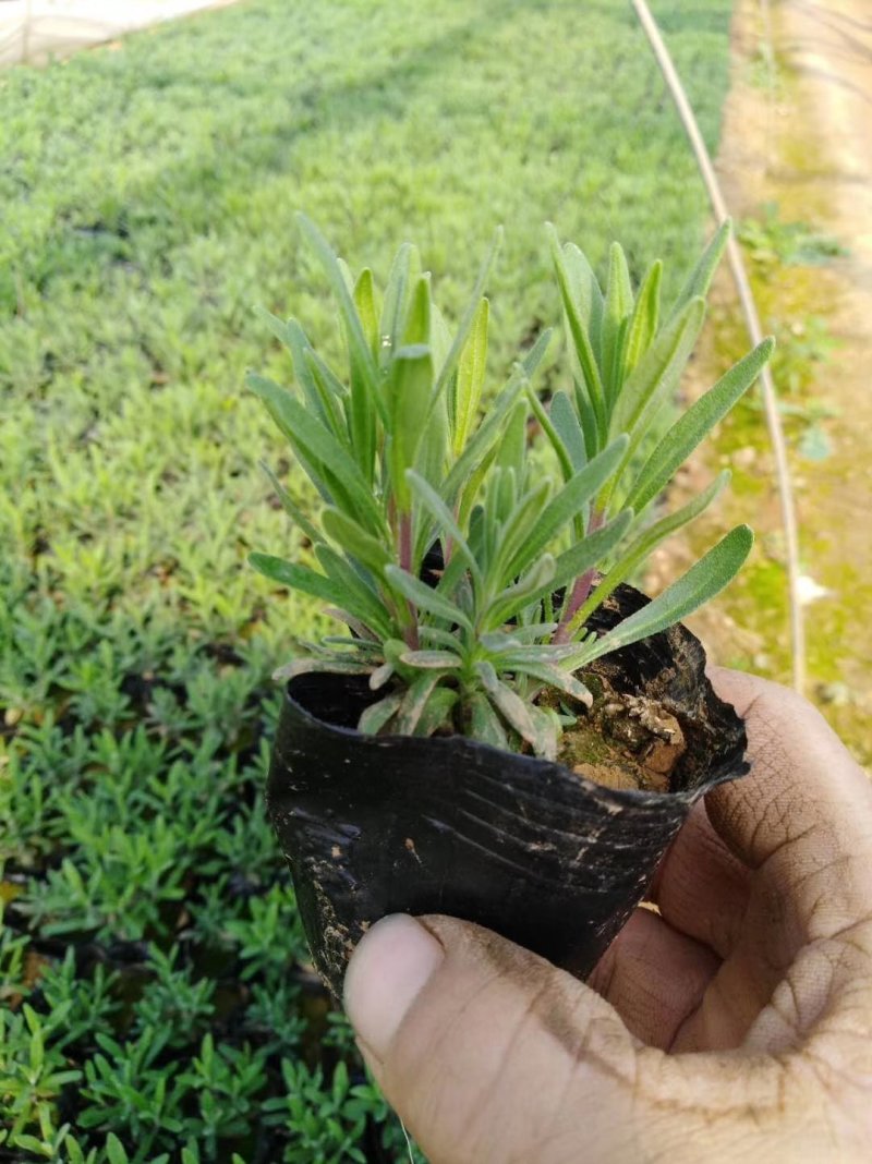 薰衣草多年生耐寒薰衣草死苗补发欢迎实地看货