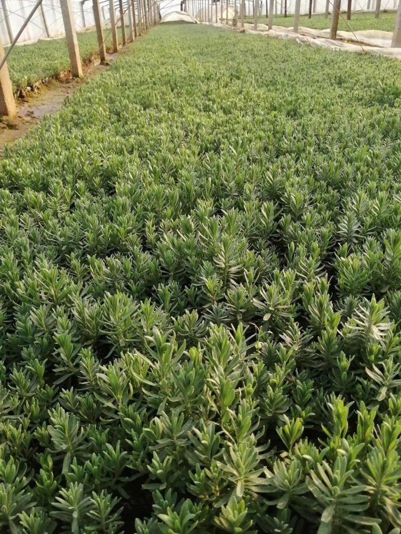 薰衣草多年生耐寒薰衣草死苗补发欢迎实地看货