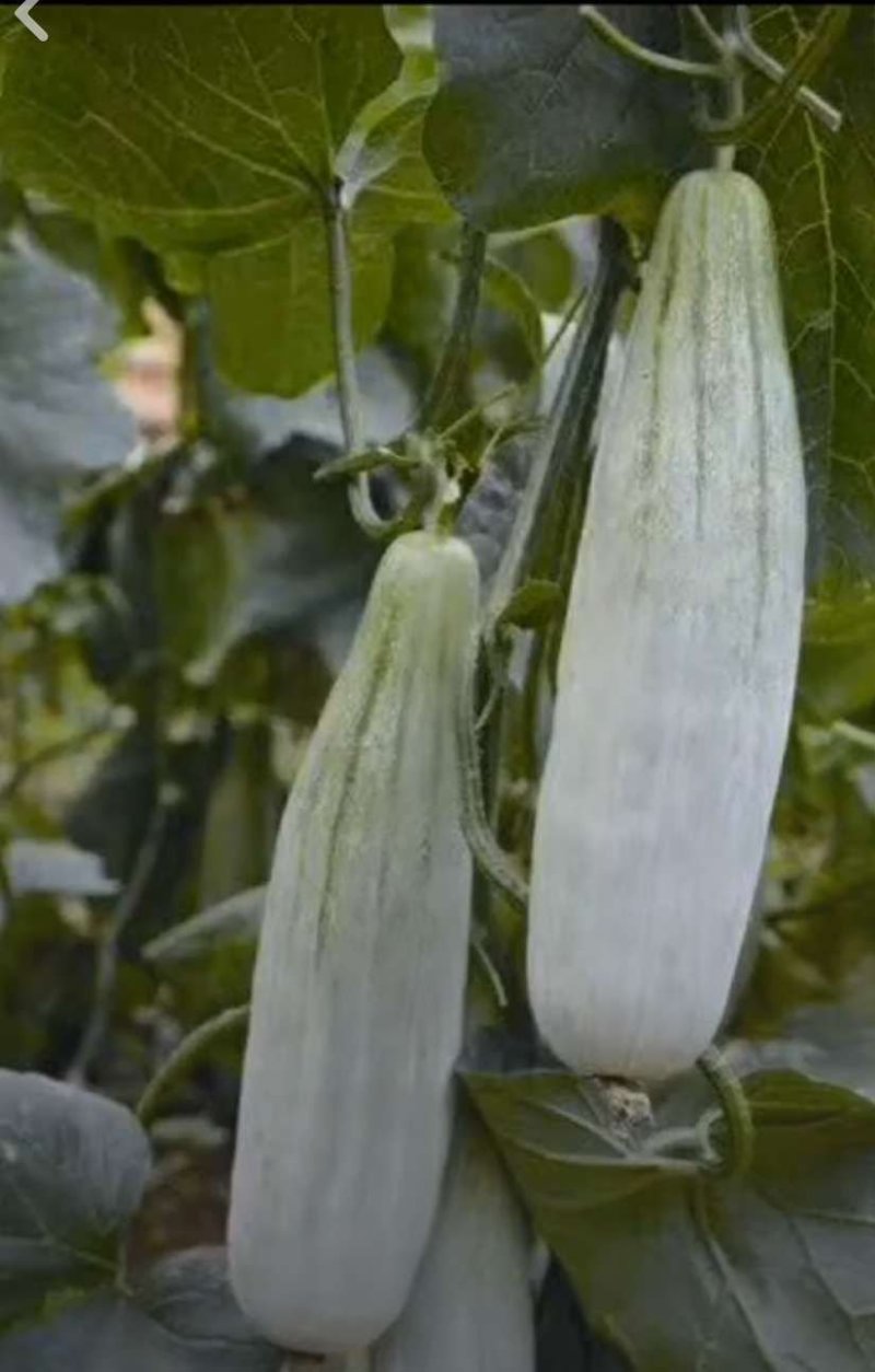 羊角蜜甜瓜，口感脆甜，价格便宜，量大从优，产地直销。