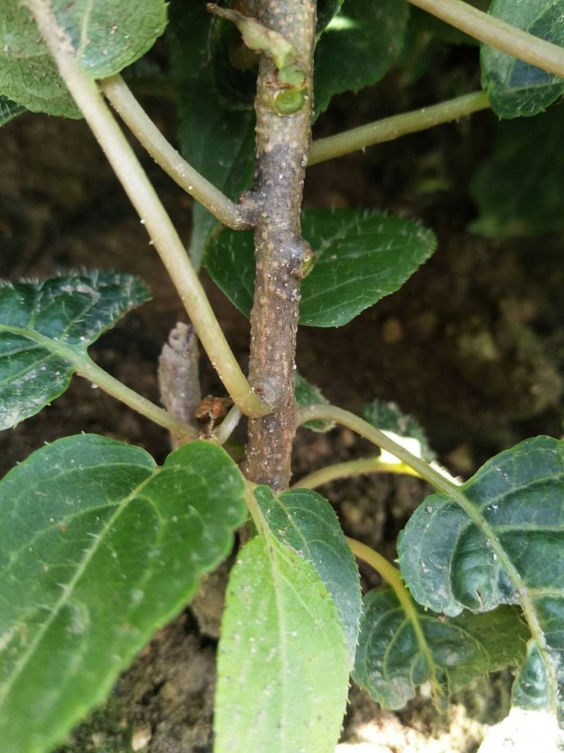 软枣苗二年苗
