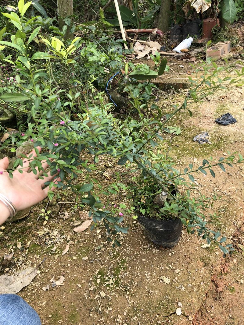 澳洲手指柠檬苗澳洲血柠苗嫁接苗柠檬中的鱼子酱