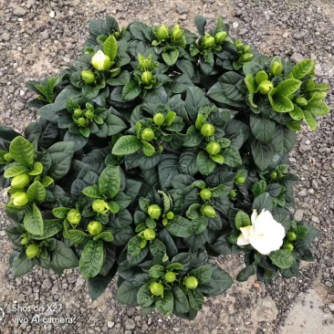 栀子花