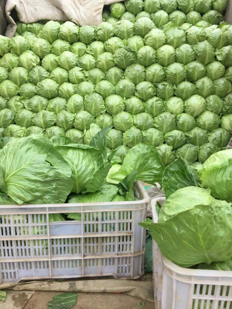 河北衡水饶阳大棚甘蓝产地直销价格合理质量保证