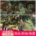 苹果袋苹果套袋育果袋防鸟防虫平口双层外黄内红纸袋水果套袋