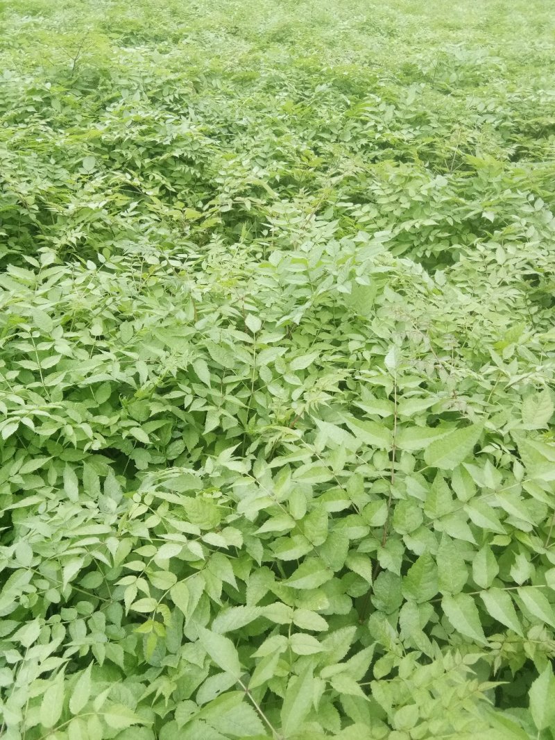 刺嫩芽苗药材种子种苗