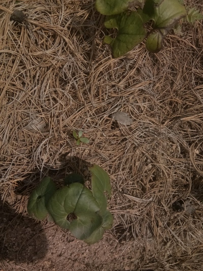刺嫩芽苗药材种子种苗