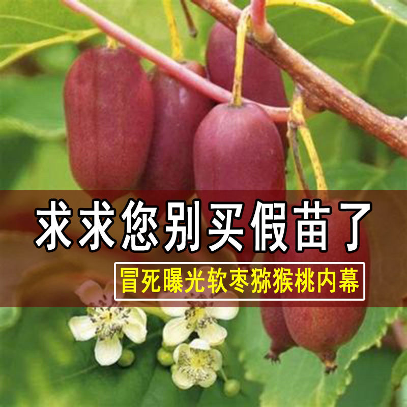 红心软枣猕猴桃苗红九月龙城2号码基地直发技术指导