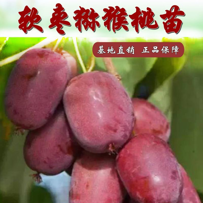 红心软枣猕猴桃苗红九月龙城2号码基地直发技术指导
