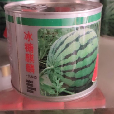 冰麒麟西瓜，果实圆形，早熟一代杂交。