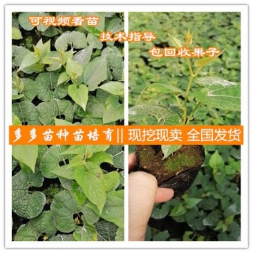 罗汉果苗（青皮果，可视频看苗、技术指导，包回收果子）