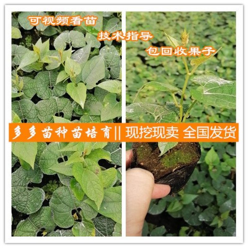 罗汉果苗（青皮果，可视频看苗、技术指导，包回收果子）