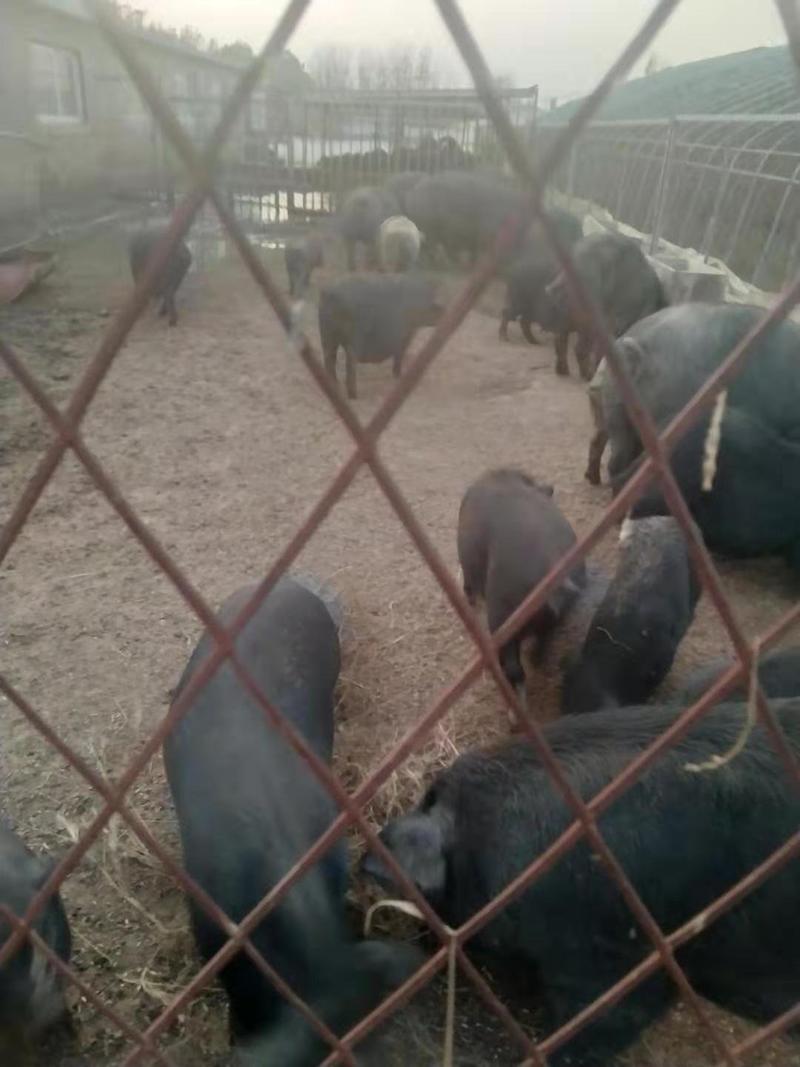 自家养殖厂处理黑毛猪，大小都有400头左右给钱就卖。。