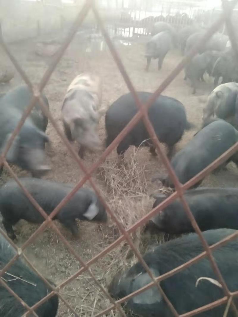 自家养殖厂处理黑毛猪，大小都有400头左右给钱就卖。。