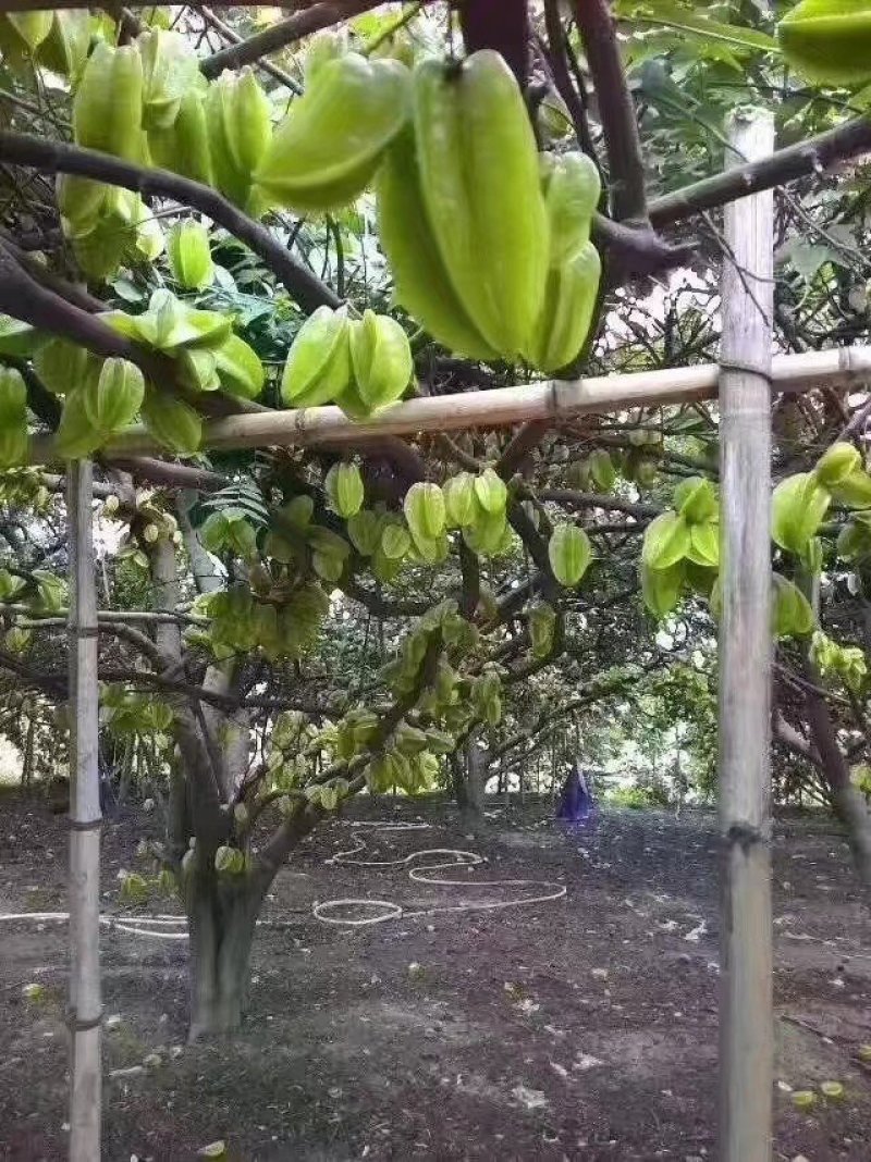 杨桃树苗杨桃果苗甜杨桃果苗广西杨桃果苗