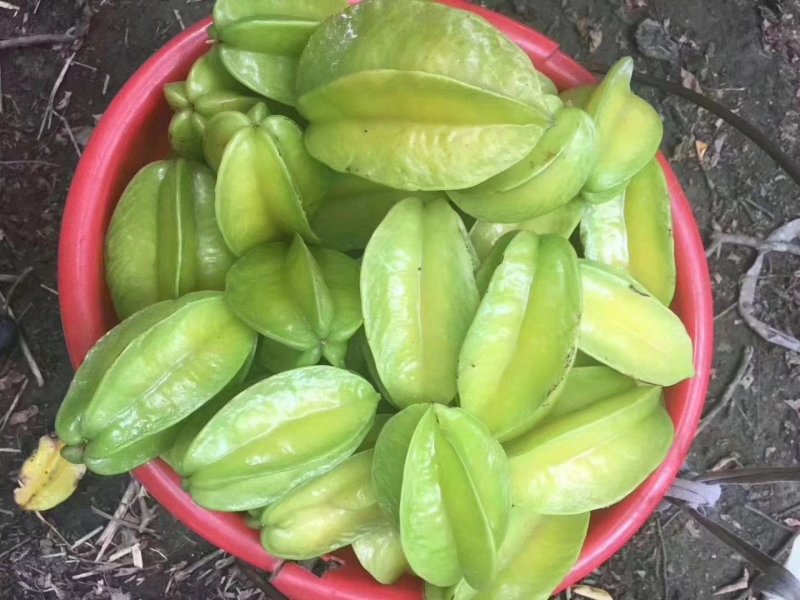 杨桃树苗杨桃果苗甜杨桃果苗广西杨桃果苗