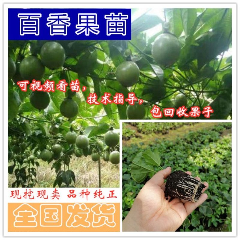台农一号百香果苗，脱毒苗，扦插苗，大杯苗