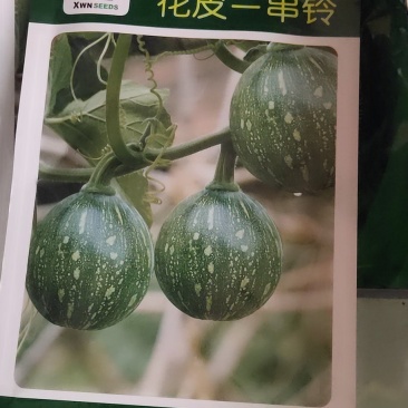 花皮一串铃南瓜，早熟