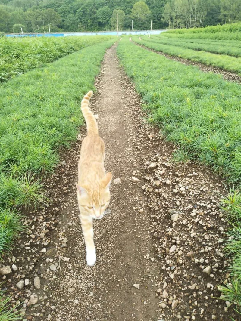 红松