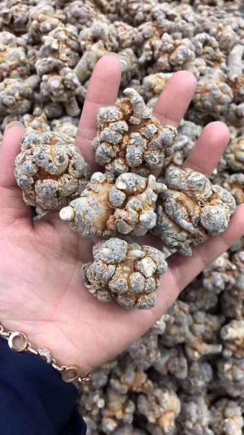 云南文山三七产地大量批发选货