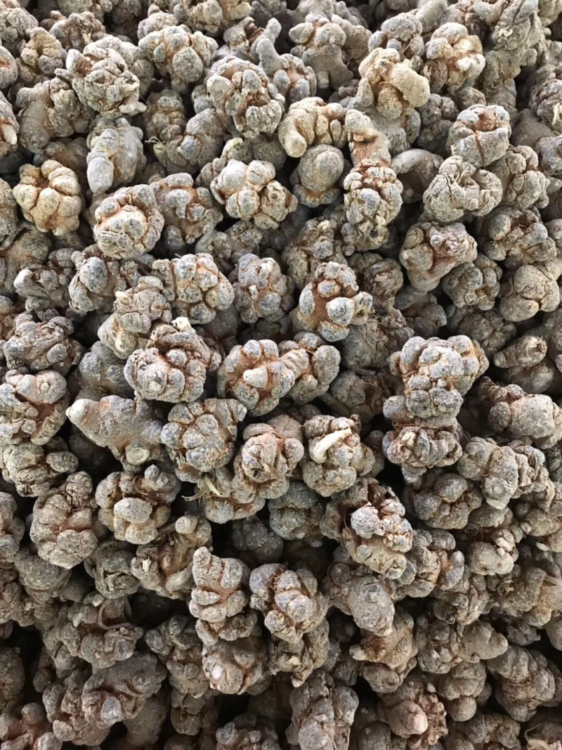 云南文山三七产地大量批发选货