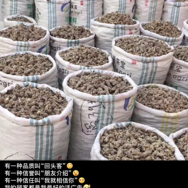 云南文山三七产地大量批发选货