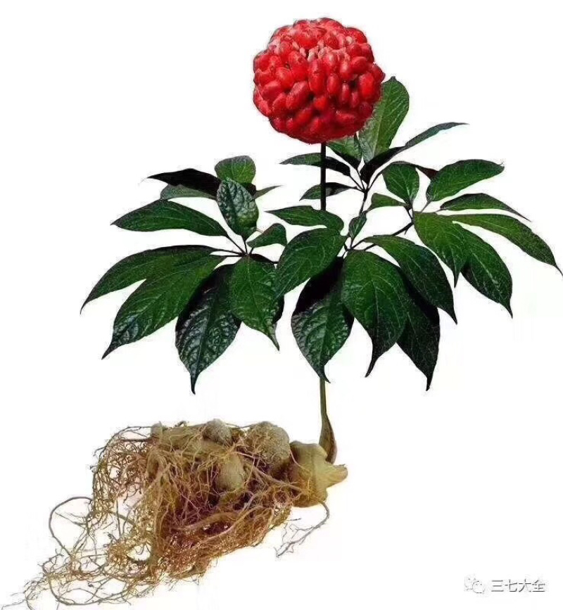 云南文山三七产地大量批发选货