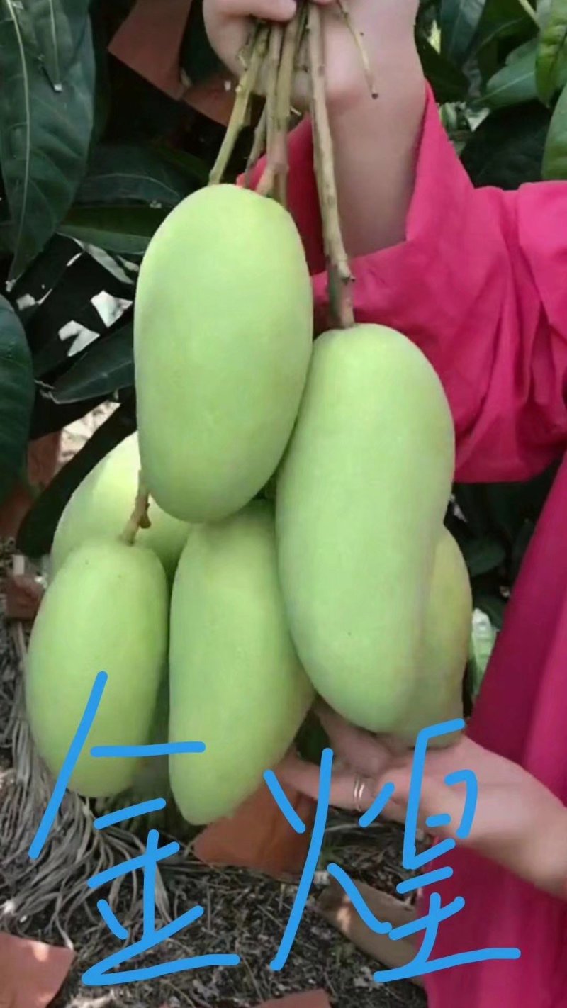 芒果树苗金煌芒果树苗芒果树芒果苗