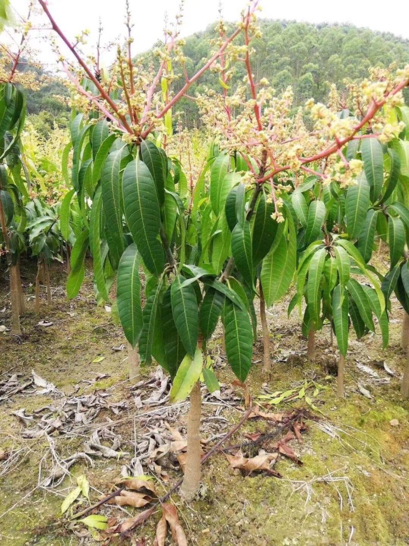 芒果树苗金煌芒果树苗芒果树芒果苗