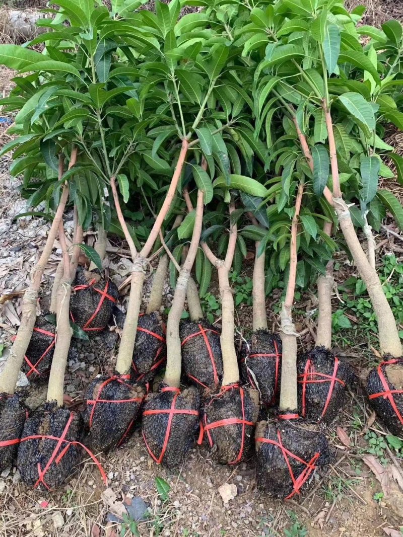芒果树苗金煌芒果树苗芒果树芒果苗