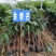 芒果树苗金煌芒果树苗芒果树芒果苗