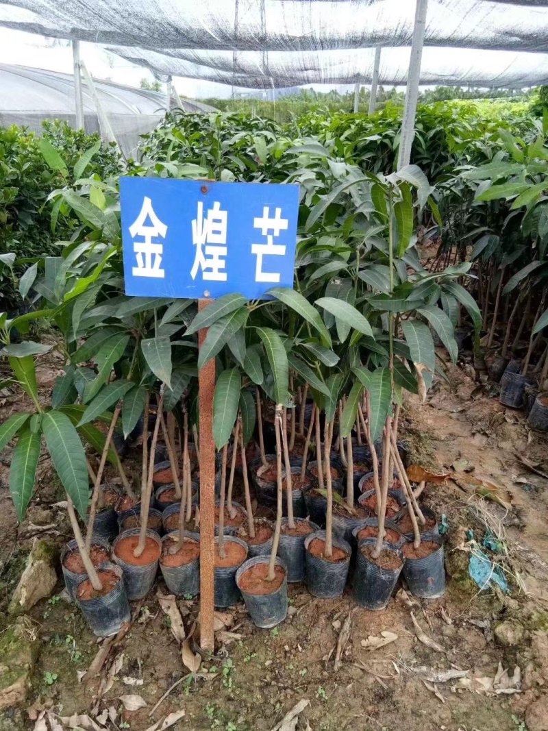 芒果树苗金煌芒果树苗芒果树芒果苗