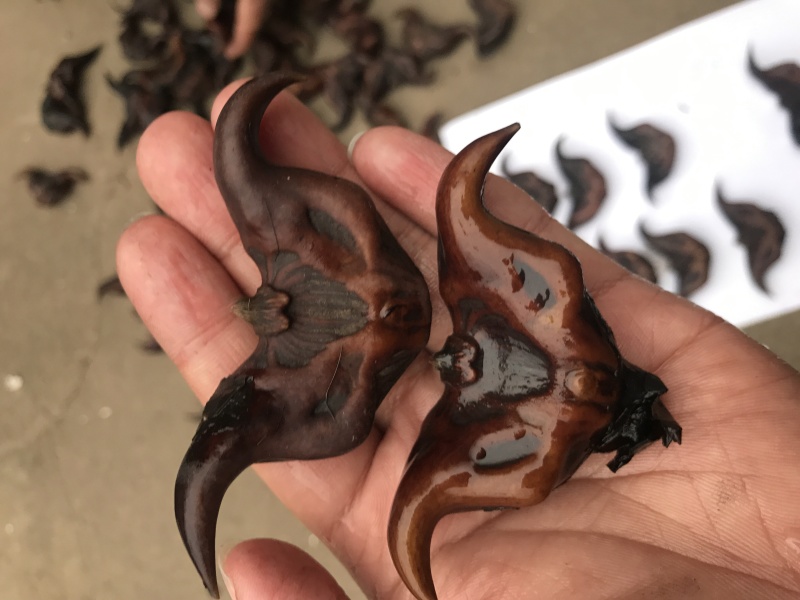 高产菱角早熟菱角特级菱角产地直销自己家种植的